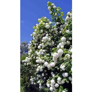 Bembeyaz Kartopu Çınar Çiçeği Fidanı Tüplü (50 80 cm Boy)
