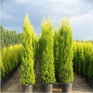 Saksıda Geniş Formlu Limoni Selvi Boy 180-200 cm