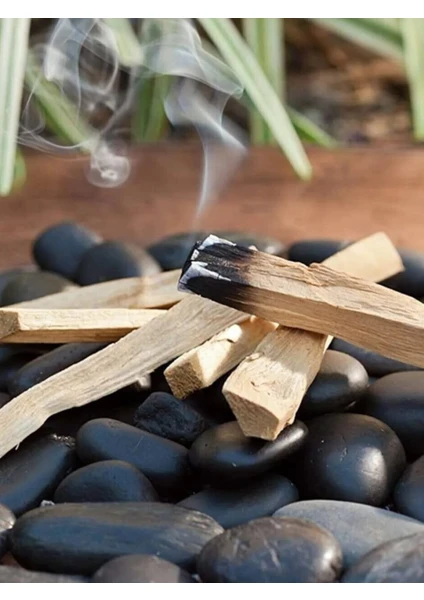 Palo Santo Organik Ağaç Tütsü Madera Sagrada Peru