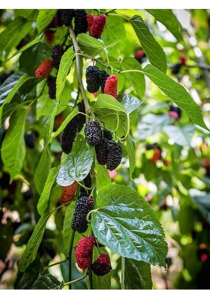 Siyah Dut Fidanı Yarı Bodur Aşılı Tüplü