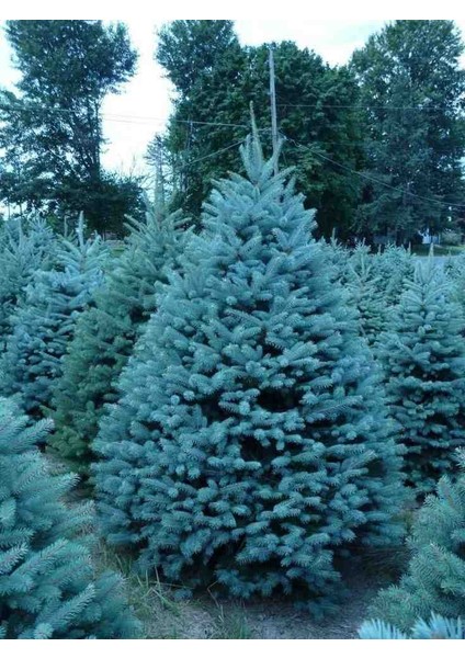 Mavi Ladin Fidanı 35 50 cm [3 Adet] fırsatları