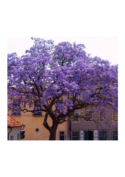 Dünya'nın En Hızlı Büyüyen Ağacı Paulownia Fidanı