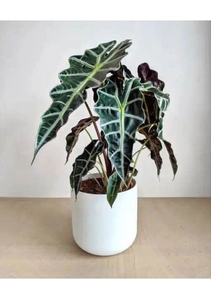 Alocasia Polly