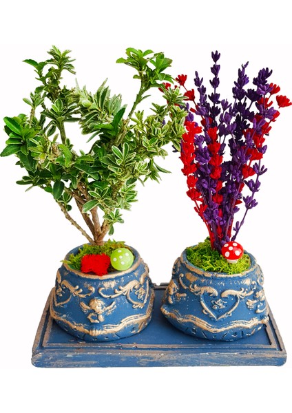 Bonsai Ağacı Euonymus ve Lavanta Beton Saksıda 2'li Set & Kokulu Çiçek & Doğum Günü