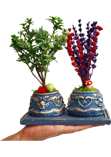 Bonsai Ağacı Euonymus ve Lavanta Beton Saksıda 2'li Set & Kokulu Çiçek & Doğum Günü fiyatları