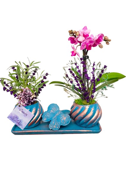 Mini Orkide ve Canlı Lavanta Kelebek Set Saksıda & Canlı Bitki Tasarımı & Orkide Çiçeği