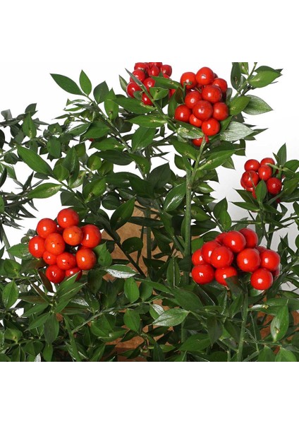 Kokina - Yılbaşı Çiçeği Canlı Bitki