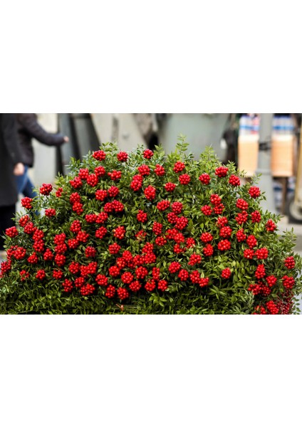 Kokina - Yılbaşı Çiçeği Canlı Bitki modelleri