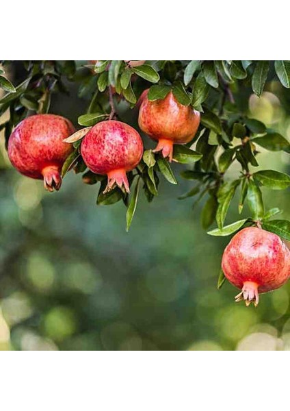 Tüplü Süs Narı Fidanı