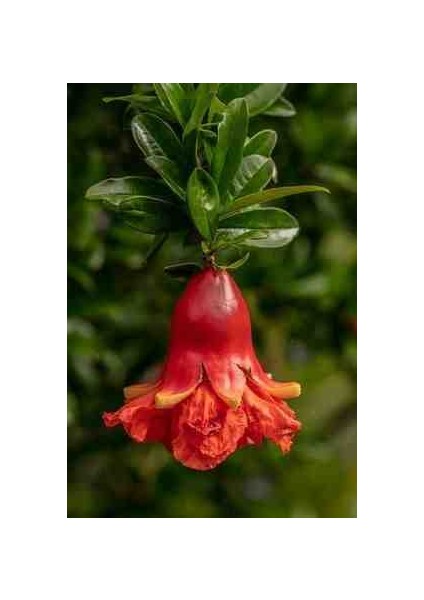 Tüplü Süs Narı Fidanı fiyatları