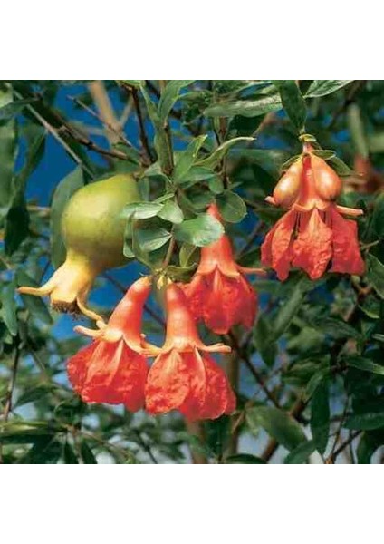 Tüplü Süs Narı Fidanı modelleri