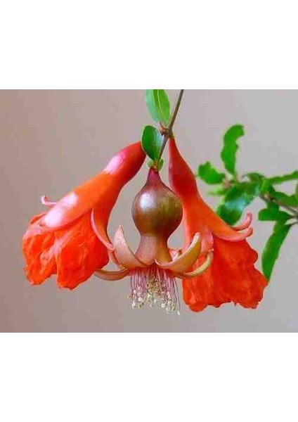 Tüplü Süs Narı Fidanı fırsatları