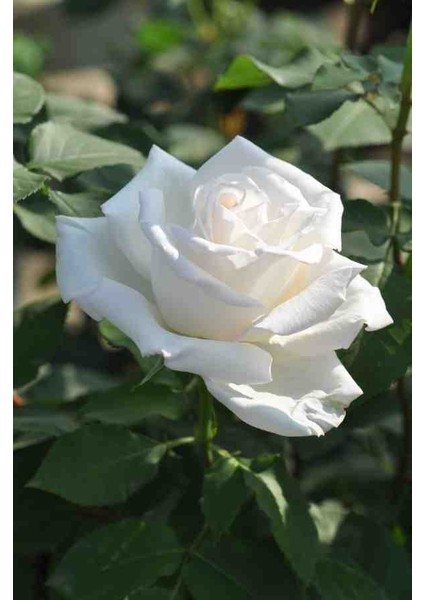 Yediveren Beyaz Kokulu Açık Kök Beyaz Gül Fidanı Açık Kök