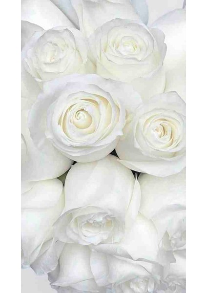 Yediveren Beyaz Kokulu Açık Kök Beyaz Gül Fidanı Açık Kök modelleri