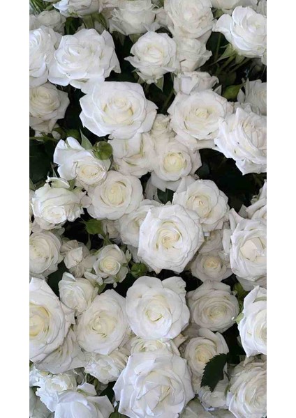 Yediveren Beyaz Kokulu Açık Kök Beyaz Gül Fidanı Açık Kök fırsatları