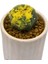 Astrophytum Asterias Starshape Variegata 1