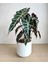 Alocasia Polly 1