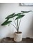Alocasia Zebrina 1