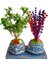 Bonsai Ağacı Euonymus ve Lavanta Beton Saksıda 2'li Set & Kokulu Çiçek & Doğum Günü 1