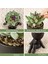 2 Paket Succulents Bitkiler Yapay Succulents Sevimli Sahte Succulents Siyah Insan Şekilli Tencere Ofis Masası Dekoru (Yurt Dışından) 5