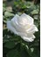 Yediveren Beyaz Kokulu Açık Kök Beyaz Gül Fidanı Açık Kök 1