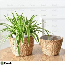 Farah Rattan 3'lü Set - El Yapımı Hasır Saksı