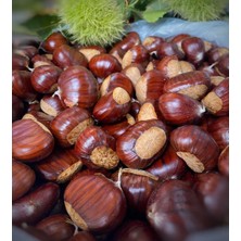 Kestane Aydın Kuzu Kestane Dağ Kestanesi Yeni Mahsül 1 kg Duble Boy Lüks Seçim