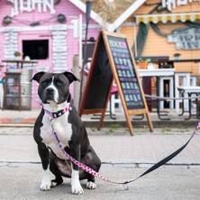 Max & Molly Strawberry Dream Köpek Gezdirme Kayışı