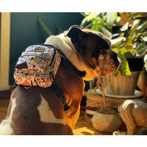 köpek Tasması  Turuncu Göğüs Tasması  Köpek Sırt Çantası