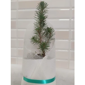 Fıstık Çamı [20*40]cm Boylarında Tüplü
