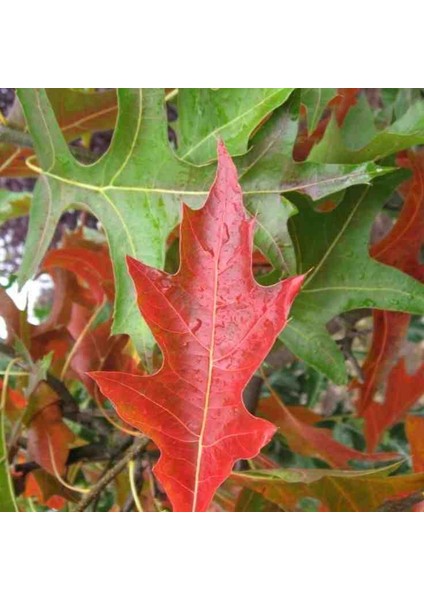 30 50 cm Boylarında Kırmızı Amerikan Meşesi