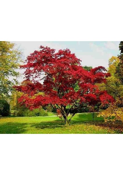 30 50 cm Boylarında Kırmızı Amerikan Meşesi fiyatları