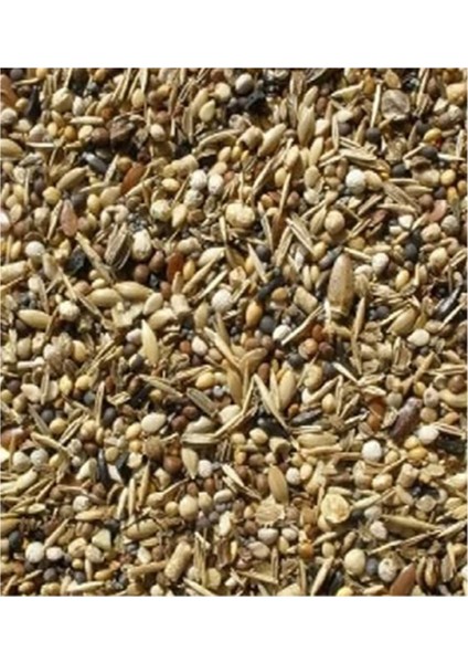 Yabani Sağlık Tohumu 250 gr