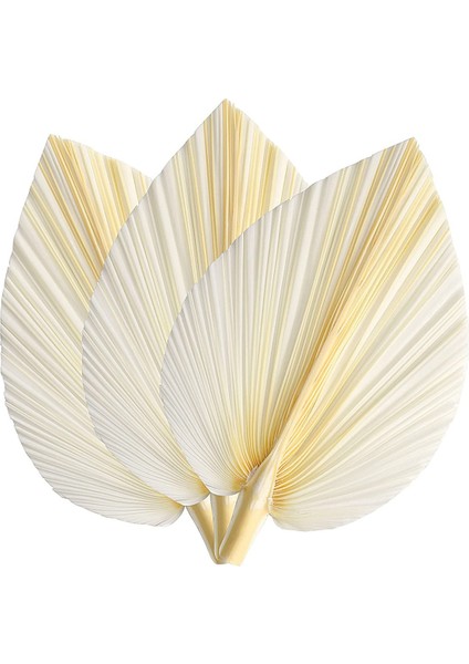 Beyaz Kurutulmuş Palmiye Yaprakları - Üstün Kalite - 3 Parça Zarif Modern ve Düğün Dekoru - Duvar Sanatı (Yurt Dışından)