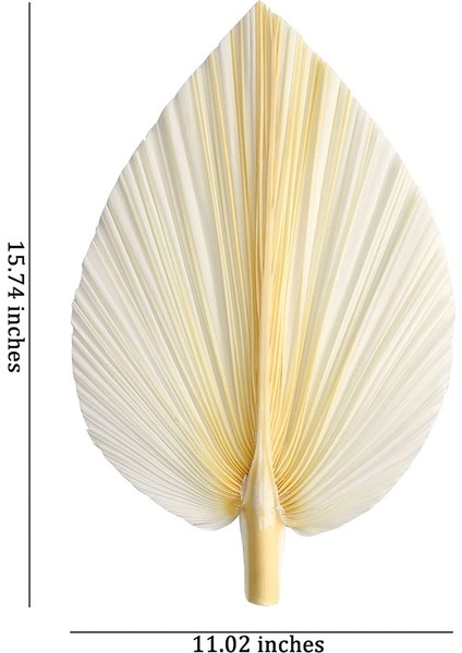 Beyaz Kurutulmuş Palmiye Yaprakları - Üstün Kalite - 3 Parça Zarif Modern ve Düğün Dekoru - Duvar Sanatı (Yurt Dışından) indirimleri
