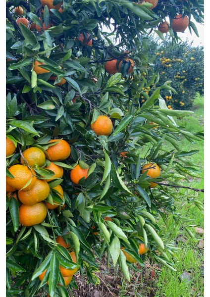 İdeal Doğal Market Mandalina 4 kg