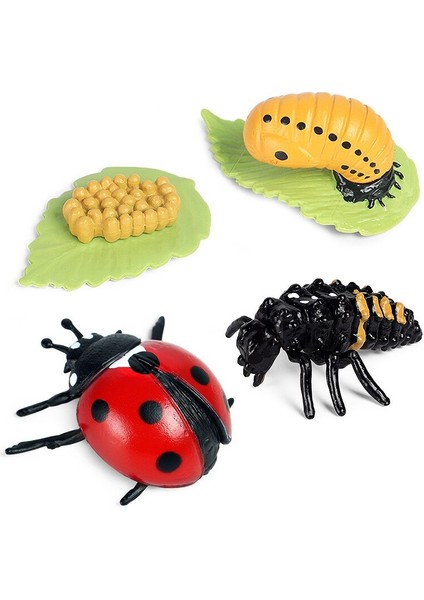 Vahşi Böcek Hayvanlar Modeli Uğur Böceği Büyüme Döngüsü Aksiyon Figürleri Heykelcik Pvc Minyatür Biyoloji Bilim Eğitim Oyuncaklar Hediye (Yurt Dışından) modelleri