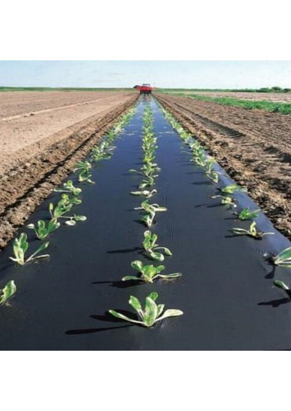 Sera Trend Çilek Mulch Naylonu 100 cm x 100 Metre Siyah Taban Örtüsü Pidok Çilek Mulch 30 Micron Uv Li Sebze Naylonu