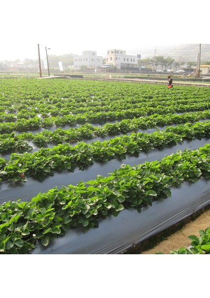 Çilek Mulch Naylonu 50 cm x 1000 Metre Siyah Taban Örtüsü Pidok Çilek Mulch 30 Micron Uv Li Sebze Naylonu