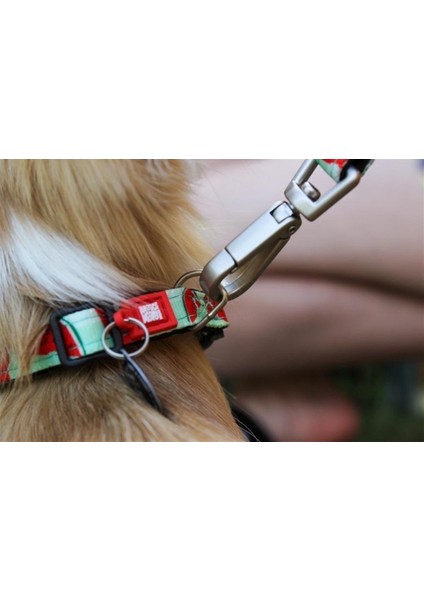 Watermelon Köpek Gezdirme Kayışı