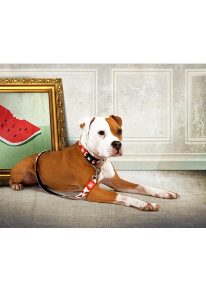 Watermelon Köpek Gezdirme Kayışı