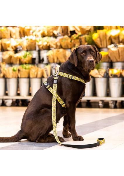 Monkey Maniac Köpek Gezdirme Kayışı