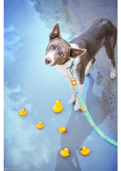Ducklings Köpek Gezdirme Kayışı