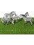 Gerçekçi Yaban Hayatı Hayvan Modeli Figürler Zebra Vahşi Hayvanlar Aile Figürleri Koleksiyon Minyatür Biliş Eğitici Oyuncaklar (Yurt Dışından) 5