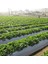 Çilek Mulch Naylonu 50 cm x 1000 Metre Siyah Taban Örtüsü Pidok Çilek Mulch 30 Micron Uv Li Sebze Naylonu 3