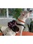 Pawloo Köpek Tasması Köpek Sırtçantası Kırmızı Göğüs Tasması 1