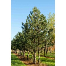 Doğaşık 60-80 cm Boyunda Karaçam Fidanı - Bahçe, Park ve Ormancılık Için