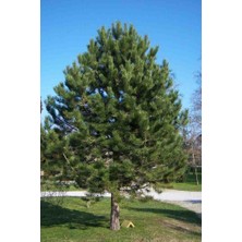 Doğaşık 60-80 cm Boyunda Karaçam Fidanı - Bahçe, Park ve Ormancılık Için
