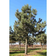 Doğaşık 60-80 cm Boyunda Karaçam Fidanı - Bahçe, Park ve Ormancılık Için