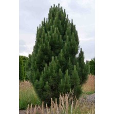Doğaşık 60-80 cm Boyunda Karaçam Fidanı - Bahçe, Park ve Ormancılık Için